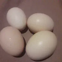 مبلغ دانه ای بیست تومان