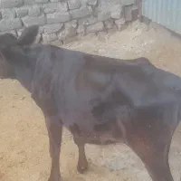 دوعددگوساله ماده
