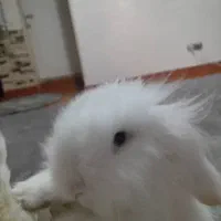 خر گوش|موش و خرگوش|تهران, بیسیم|دیوار