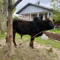 گاو نر وزن بالای ۱۰۰ کیلو غذا خور سالم سالم