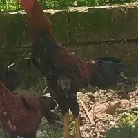 مرغ خروس لاری اصل