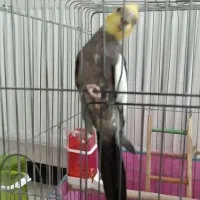 عروس هلندی نر سخنگو|پرنده|پاکدشت, پاکدشت (مامازند)|دیوار