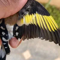 سقا کرمونشاهی ۴ گل ریزه خوان|پرنده|کرمان, |دیوار