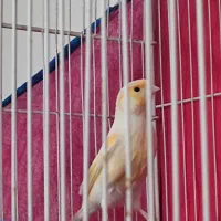 قناری موزاییکی