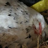 مرغ کرچ گلین به همراه تخم