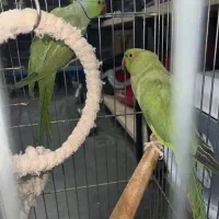 ملنگو نرو ماده قیمت عالی کارداده به شرط|پرنده|رودهن, |دیوار