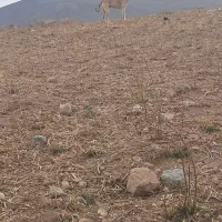 سگ سرابی گله ای|سگ|نیر (اردبیل), |دیوار