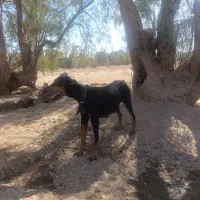 واگذاری سگ دوبرمن ماده|سگ|بم, |دیوار