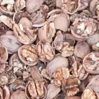 هسته شکن ،بادام ،زردآلو،گردو وانجک|خدمات باغبانی و درختکاری|یاسوج, |دیوار