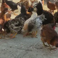 مرغ و خروس محلی مرغ گلیل|حیوانات مزرعه|دینور, |دیوار