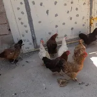 تعدادی مرغ جوان تخم گذار