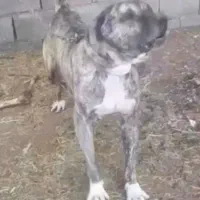 واگذاری راکی افغان