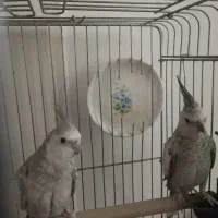 عروس هلندی مولد کار داده|پرنده|پاکدشت, پاکدشت (مامازند)|دیوار