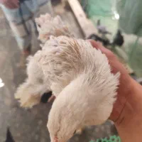 تعدادی جوجه برهما اصیل لاری سلطان ابریشمی بوقلمون|حیوانات مزرعه|مشهد, توس (بلوار توس)|دیوار