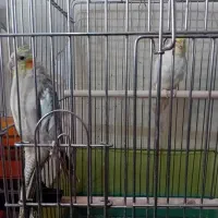 عروس هلندی مولد