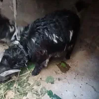 یک بز جوان سالم جهت کشتار یا نگهداری تخفیف دارد