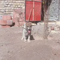 فروش سگ سرابی