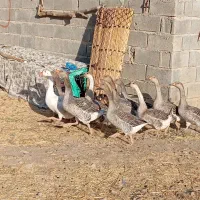 غاز فروش تخفیف هم داره|حیوانات مزرعه|سرپل ذهاب, |دیوار