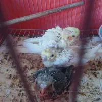 عروس هلندی سرلاکی