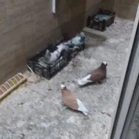 پرنده عربی کفتر سهره شوشتردوسبیلی هست عروسکن زیادن