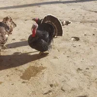 بوقلمون|حیوانات مزرعه|ازنا, |دیوار