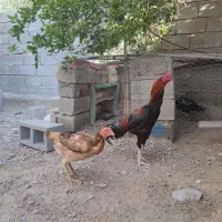مرغ و خروس لاری افغان