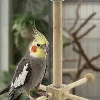 اسباب بازی پرنده عروس هلندی کاسکو