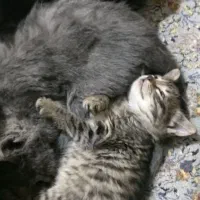 واگذاری بچه گربه و یک گربه تاکسیدو|گربه|ارومیه, |دیوار