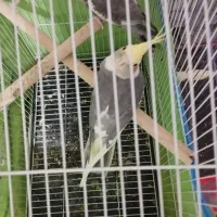 ویژه ویژه عروس هلندی|پرنده|اسلامآباد غرب, |دیوار