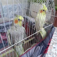 عروس هلندی ماده