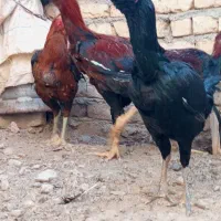 خروس لاری فروشی|حیوانات مزرعه|شیروان (خراسان), |دیوار