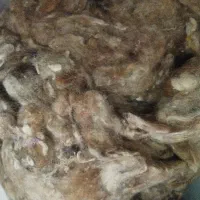 پشم گوسفند