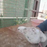 کبوتر سرور|پرنده|قرچک, شهرک طلائیه|دیوار