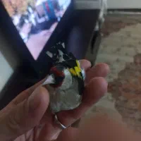 ۳تا سهره دونه ۲ تومان