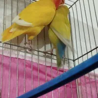 فروش جفت مولد کوتوله زرد آماده تخمگذاری|پرنده|فردوس (خراسان), |دیوار