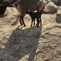 بز وبره|حیوانات مزرعه|اندیمشک, |دیوار