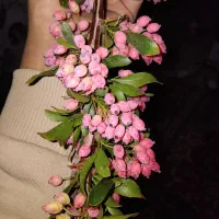 زرشک