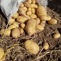 سیب زمینی جلی درجه یک خوراکی اورگانیک