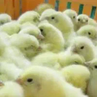 جوجه یک روز|حیوانات مزرعه|کرج, فاز ۴ مهرشهر|دیوار