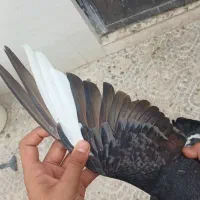کبوتر تکپر