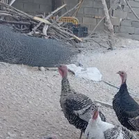 حیوانات خانگی