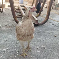 مرغ لاری معاوضه با مرغ گلین