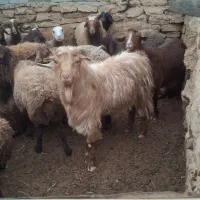 بز نر تگه|حیوانات مزرعه|همدان, |دیوار