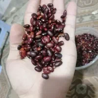 لوبیا قرمز خارجی عمده (بالای 20 کیلو)|خوردنی و آشامیدنی|قم, شاه سید علی|دیوار