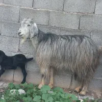 فروش بز در شهرستان جم