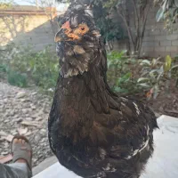 مرغ گلین|حیوانات مزرعه|خان ببین, |دیوار