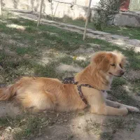 جسی و مگی