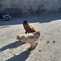 دو عدد مرغ و خروس برهمایی
