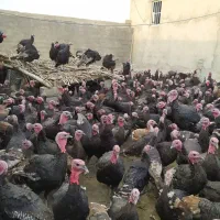 بوقلمون برنز