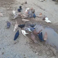 ۴۰ عدد کفتر قطعه دار|پرنده|باروق, |دیوار